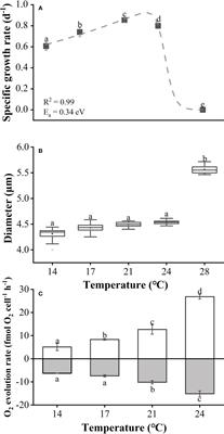 No adaptation to warming after selection for 800 generations in the coccolithophore Emiliania huxleyi BOF 92